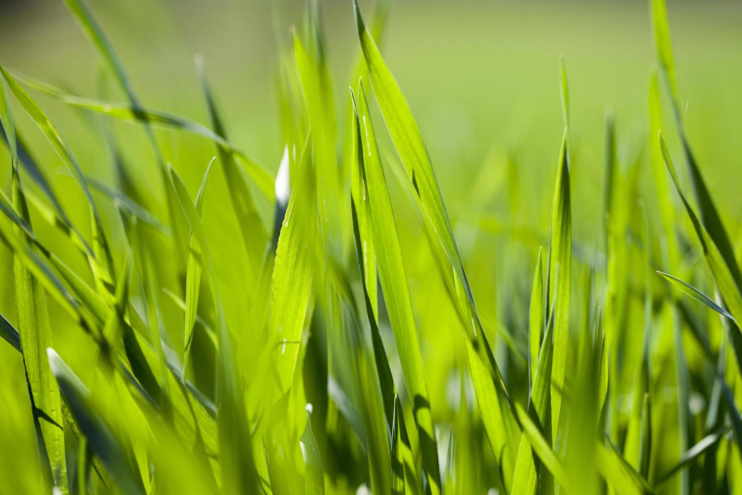 Field of green grass photo