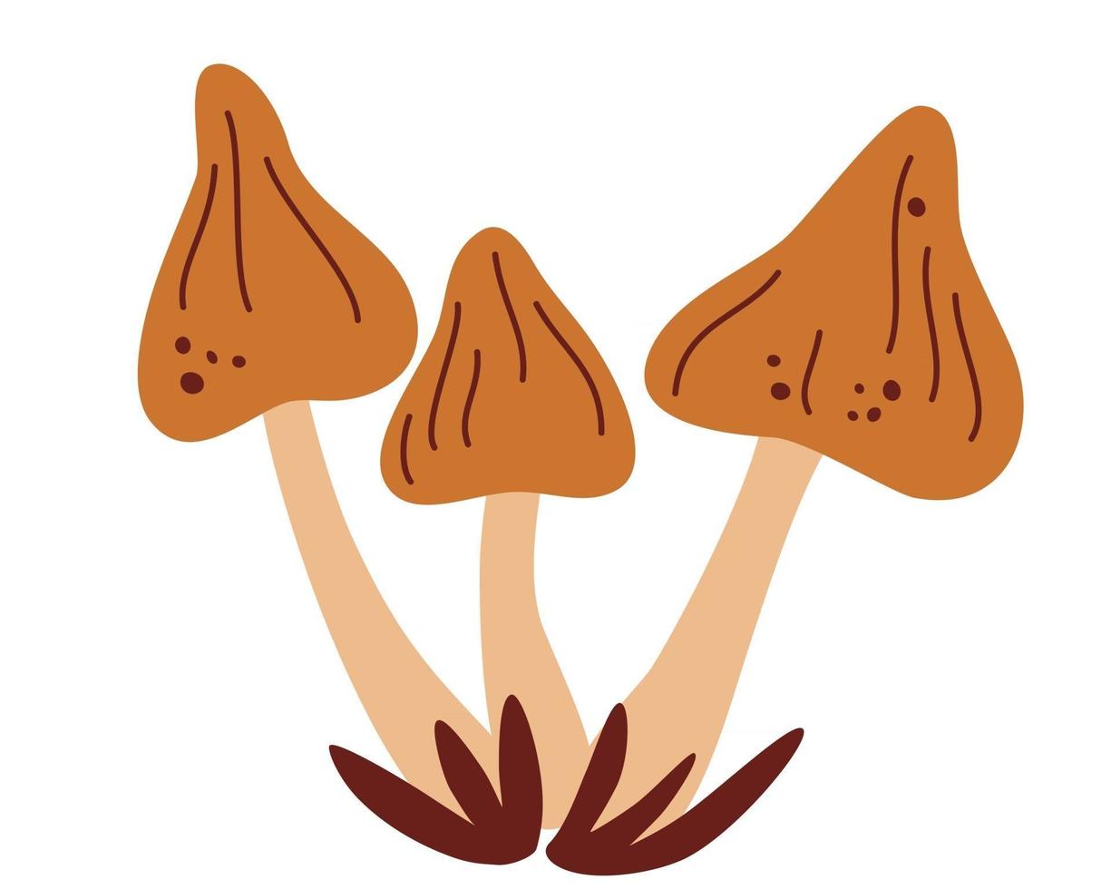 hongos. Conjunto de setas porcini. vector