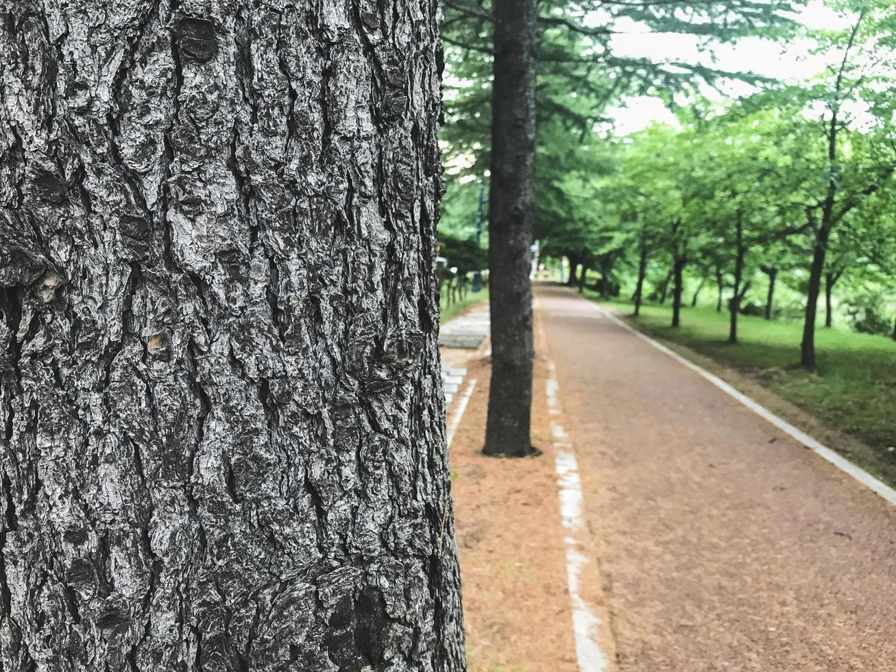 Big tree and a walking path in a park, South Korea photo