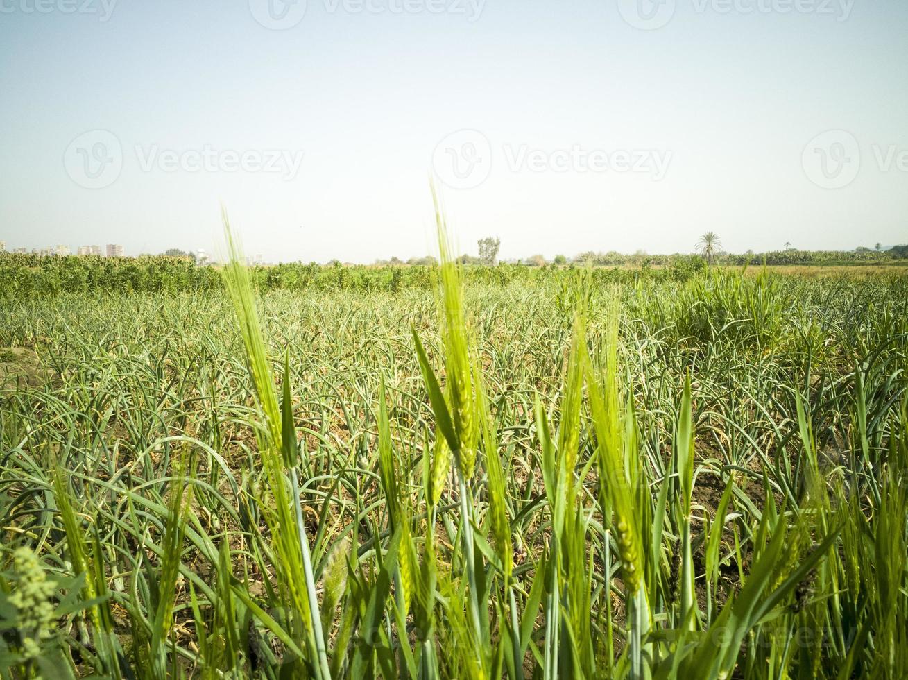 Green wheat field photo