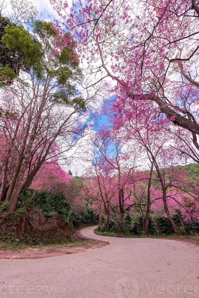 flor de cerezo silvestre del Himalaya, prunus cerasoides o flor de tigre gigante. foto