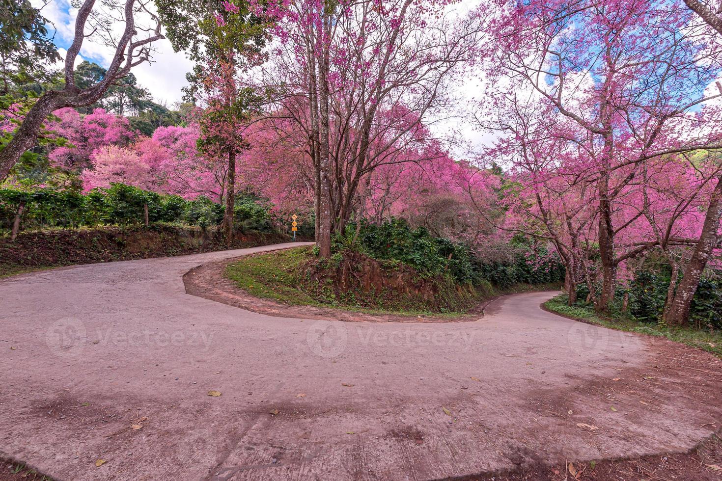 Blossom of Wild Himalayan Cherry, Prunus cerasoides or Giant tiger flower. photo