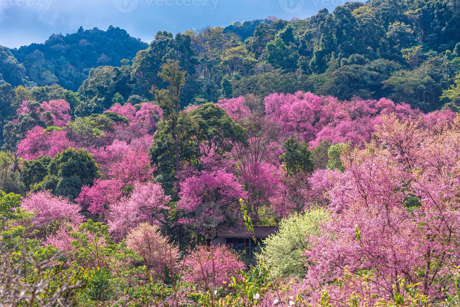 flor de cerezo silvestre del Himalaya, prunus cerasoides o flor de tigre gigante. foto