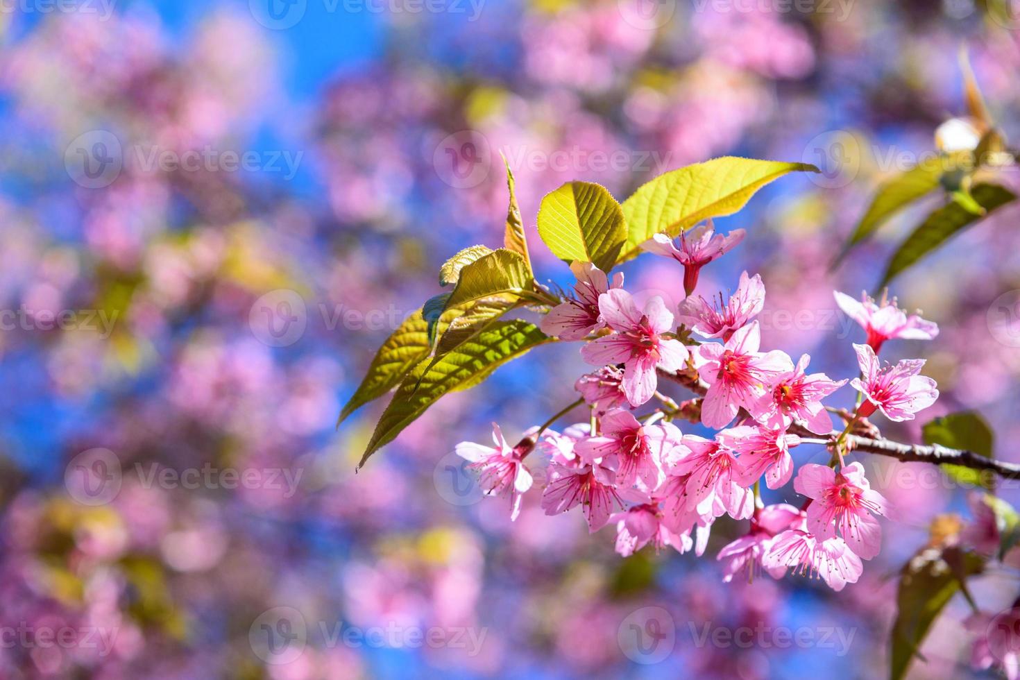 flor de cerezo silvestre del Himalaya, prunus cerasoides o flor de tigre gigante. foto