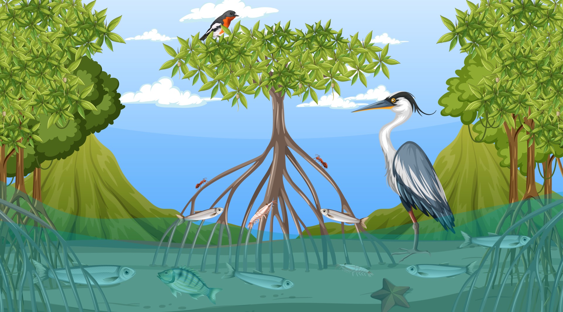 Animals live in Mangrove forest at daytime scene 2978435 Vector Art at  Vecteezy