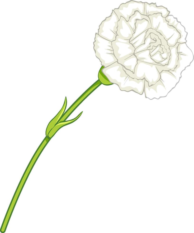 White carnation flower in cartoon style isolated vector