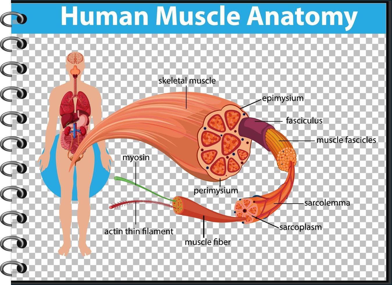 anatomía del músculo humano con anatomía del cuerpo vector