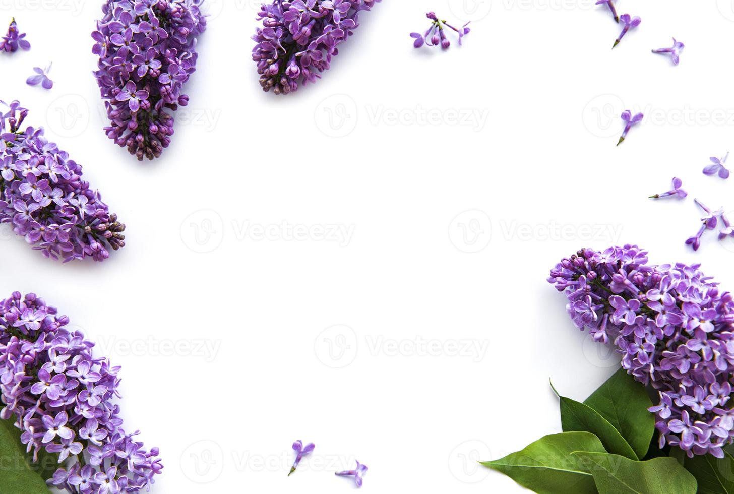 flores lilas sobre un fondo blanco foto