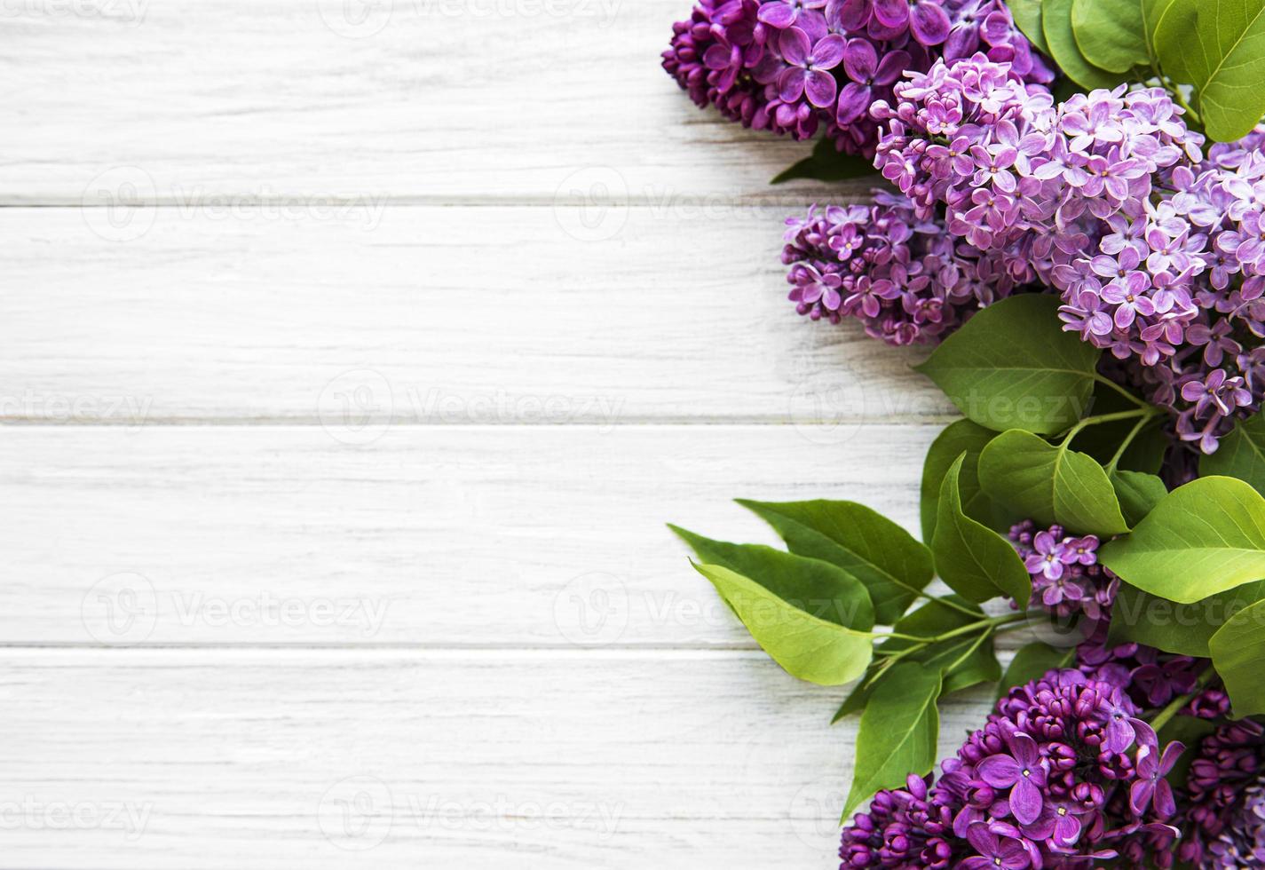 Lilac in flat style on white background. Beautiful spring. Overhead view. Flat lay, top. Summer season. Natural spring style. photo