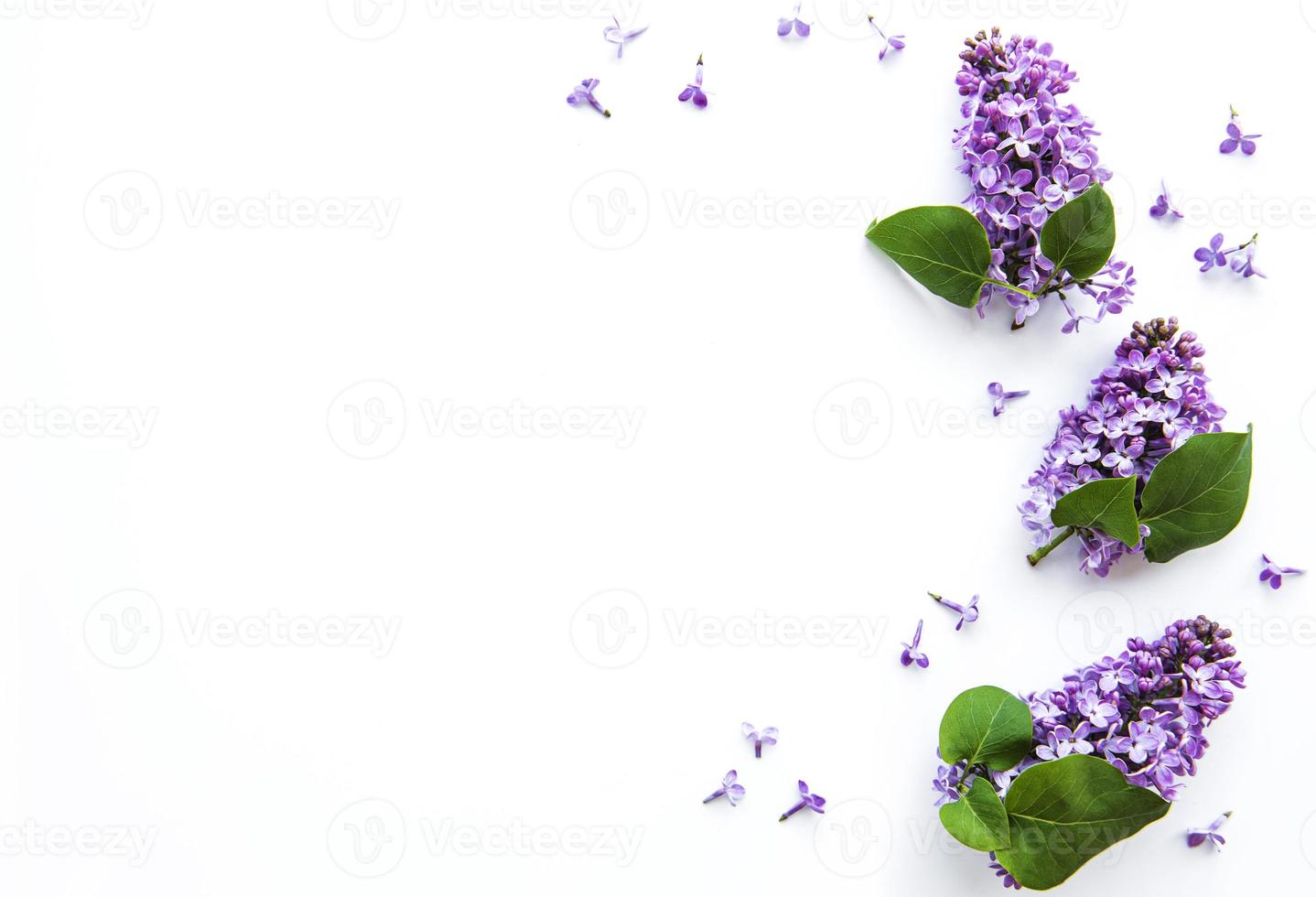 flores lilas sobre un fondo blanco foto