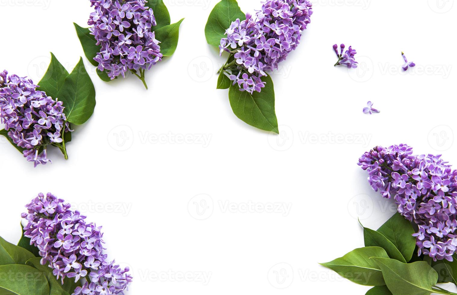 flores lilas sobre un fondo blanco foto