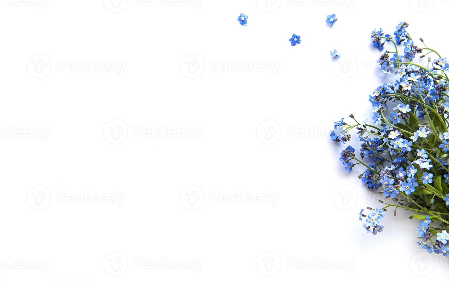 Forget-me-nots on white background photo