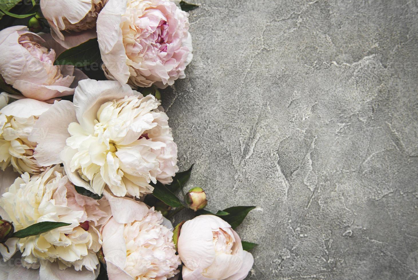 Peony flowers on a concrete background photo