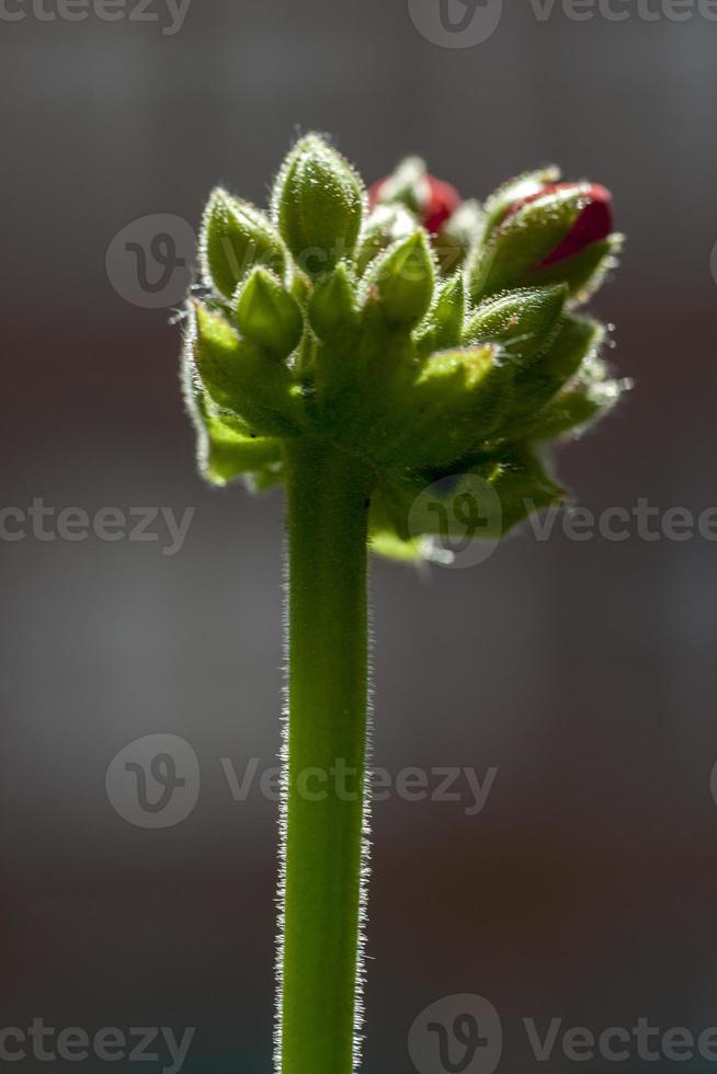 Closeup on the flowering of pink geranium in a garden in Madrid, Spain photo