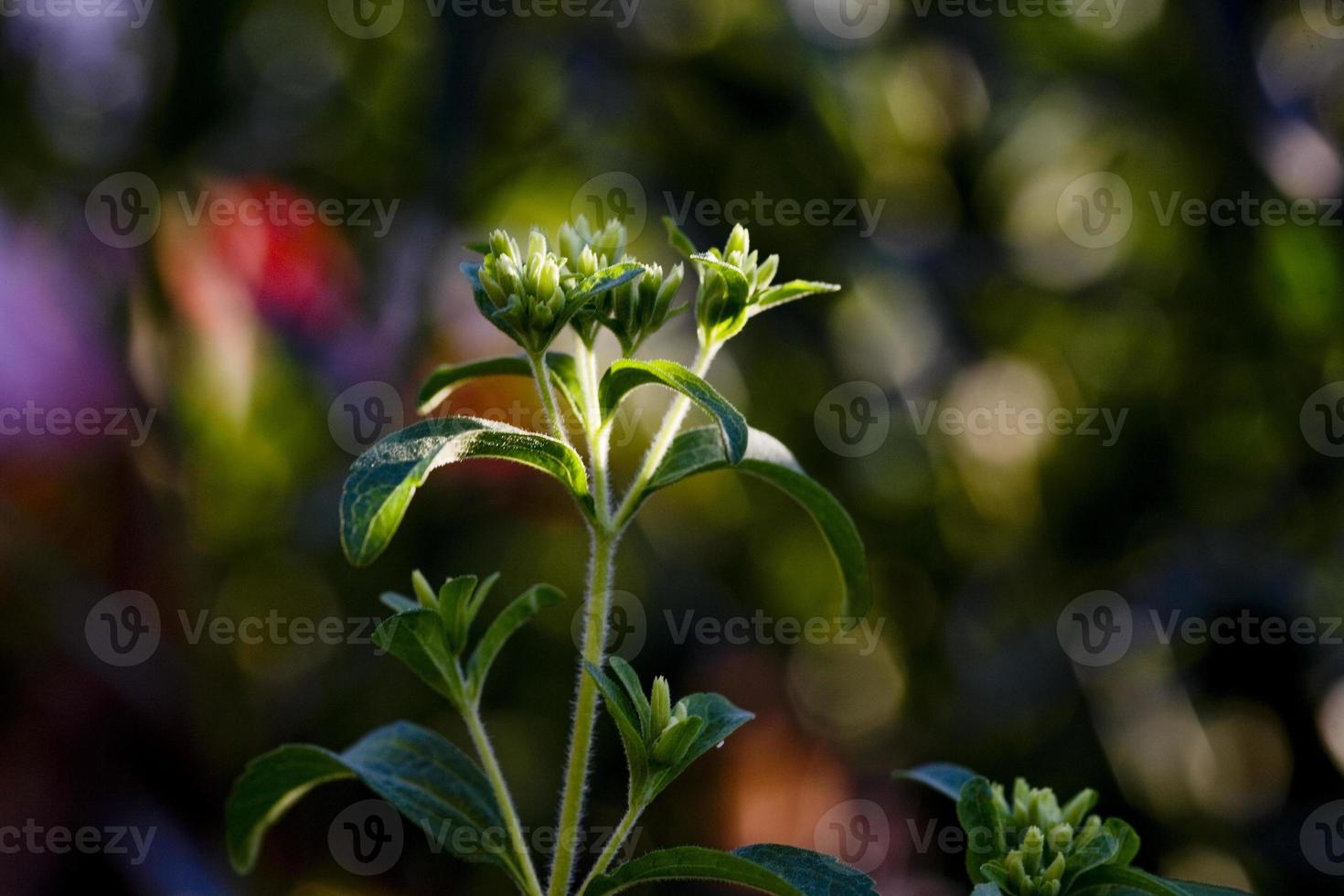 The natual sugar, the Stevia plant in a garden of Madrid, Spain photo