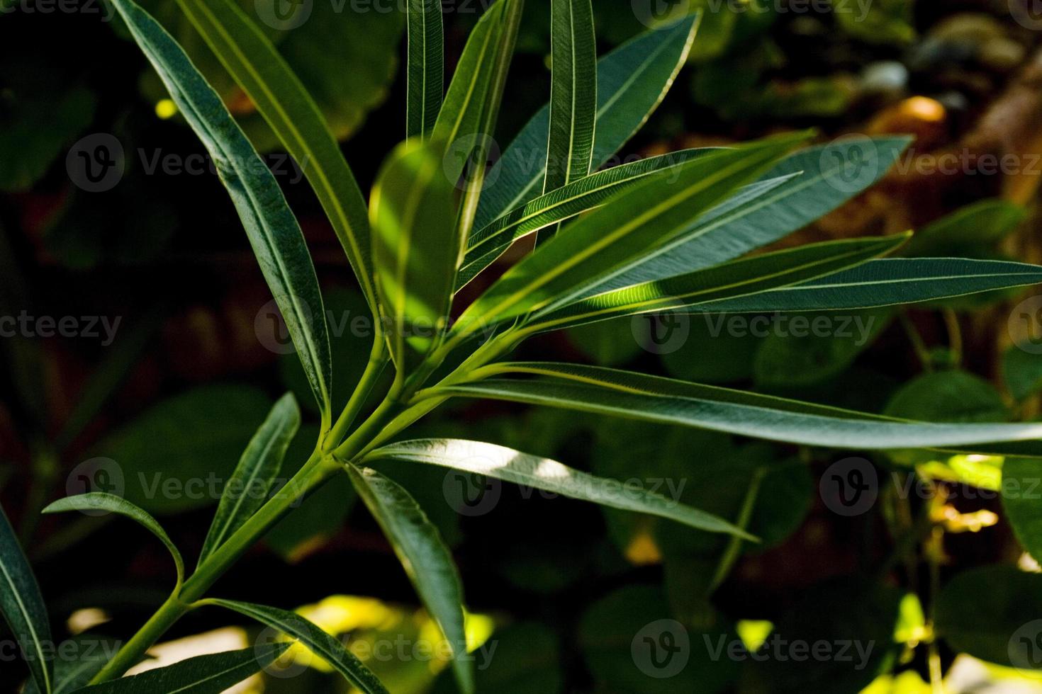 hojas de adelfa, la planta tóxica que abunda en todo madrid españa foto