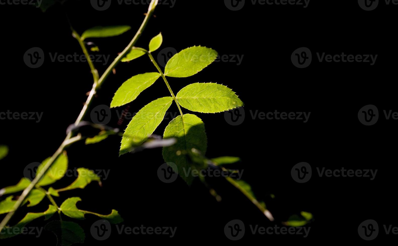 detalles de la hoja de rosa foto