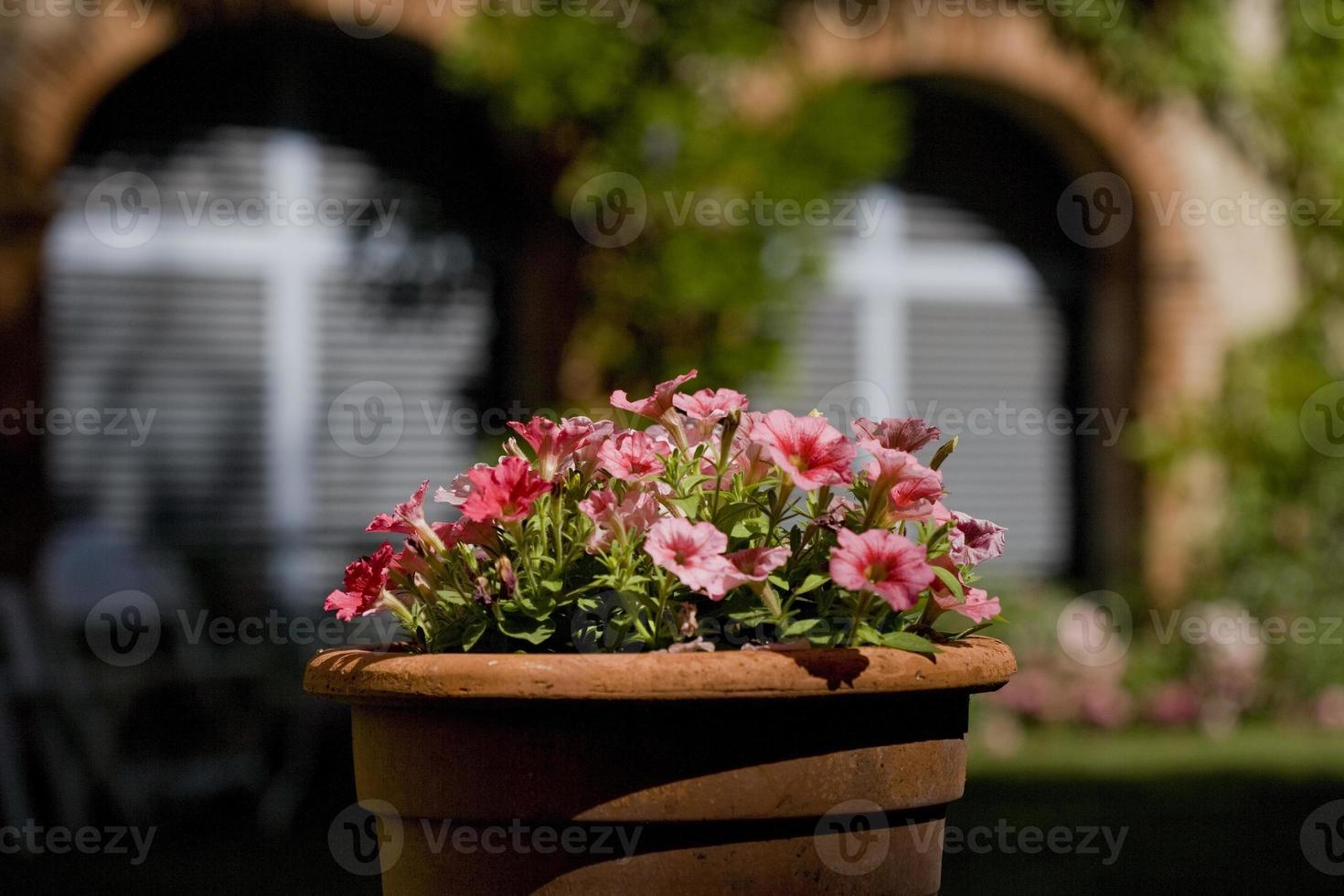 Pot of petunias in a French garden photo