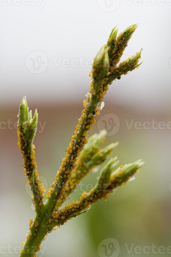 Aphids in plants in Madrid Spain photo