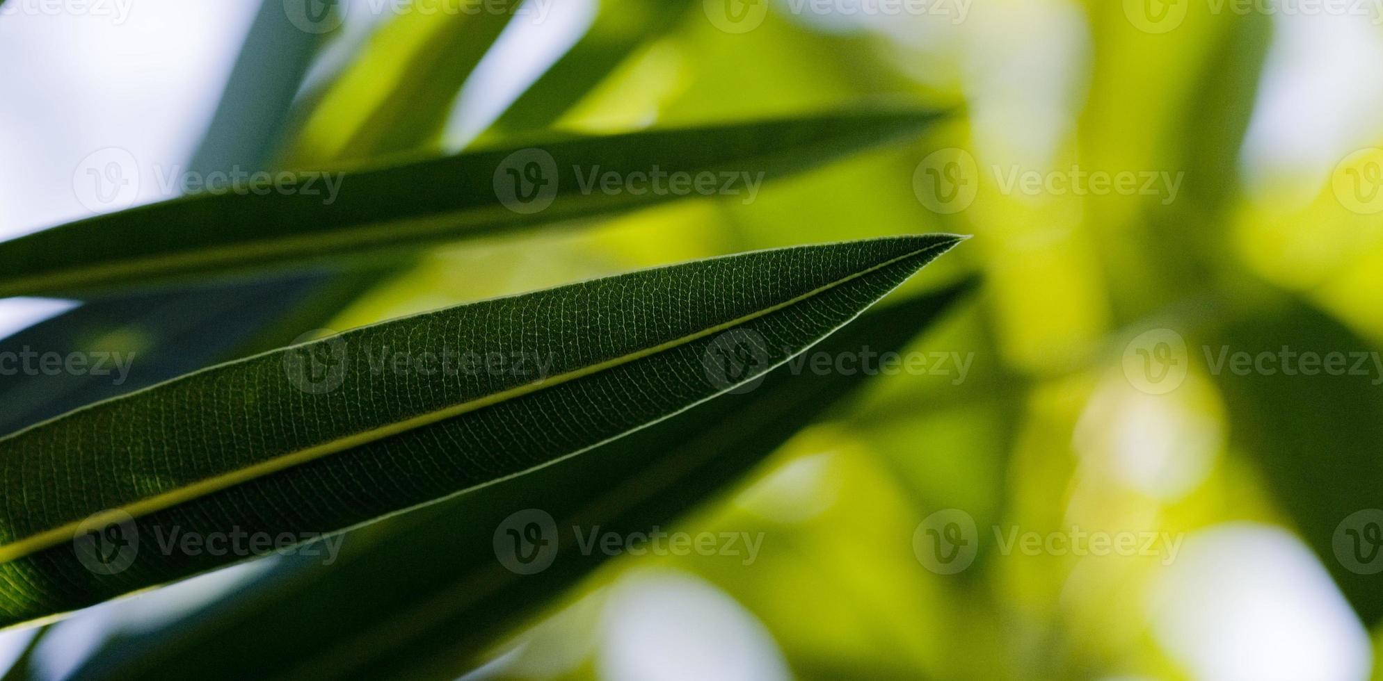Oleander leaves, the toxic plant that abounds all over, Madrid Spain photo