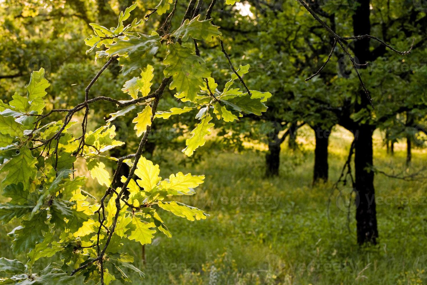 hojas de roble contra la luz, provincia de lot, francia foto