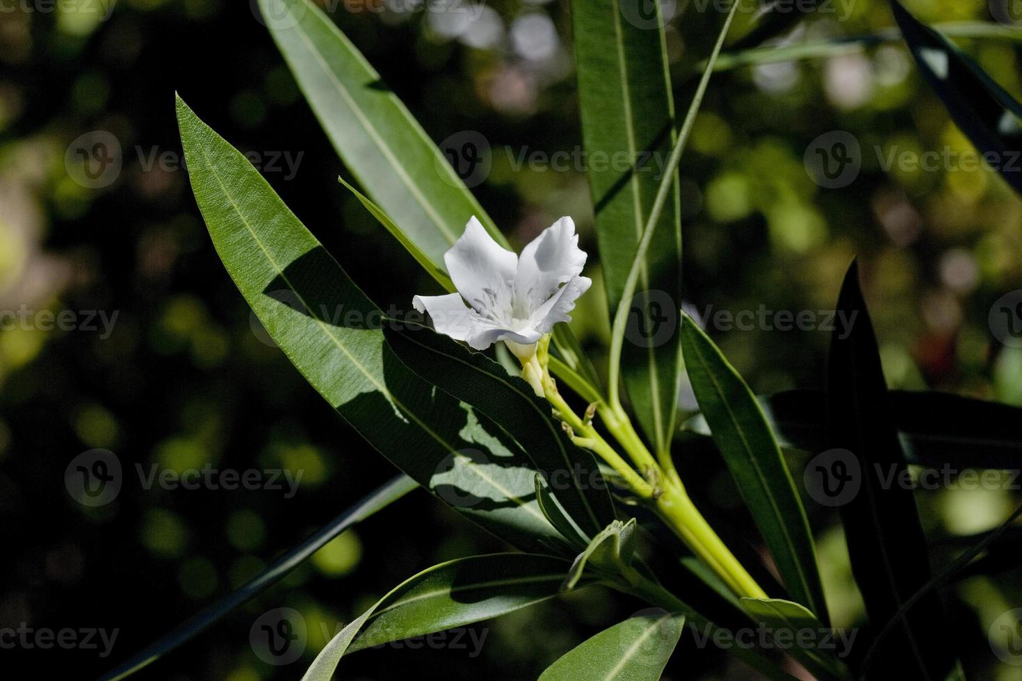 Planta de adelfa en flor, una planta muy tóxica en jardines públicos, España foto