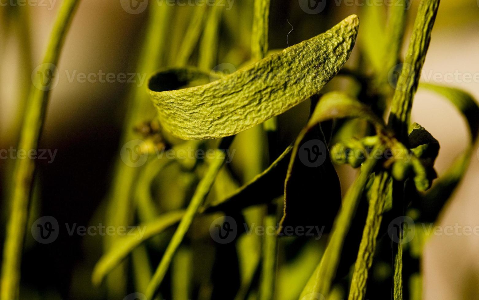 Drying the mistletoe, in Avila, Spain photo