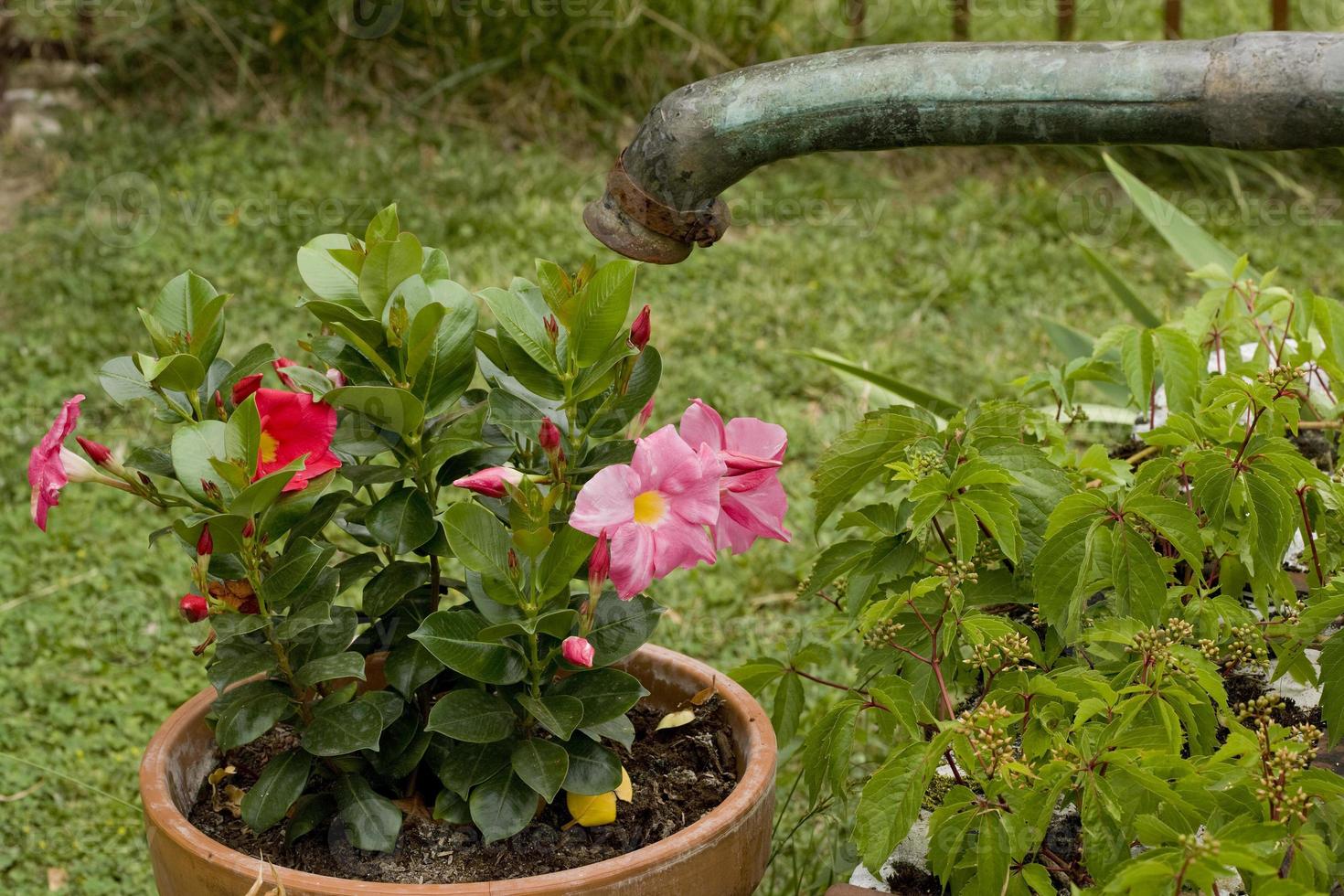 Petunia in bloom under the fountain, Lot province, France photo