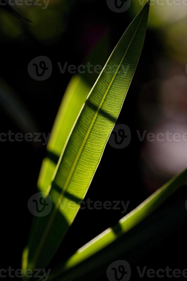 Oleander leaves, the toxic plant that abounds all over, Madrid Spain photo