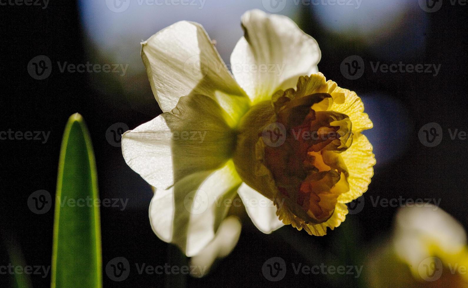 Yellow daffodil flower in spring, Spain photo