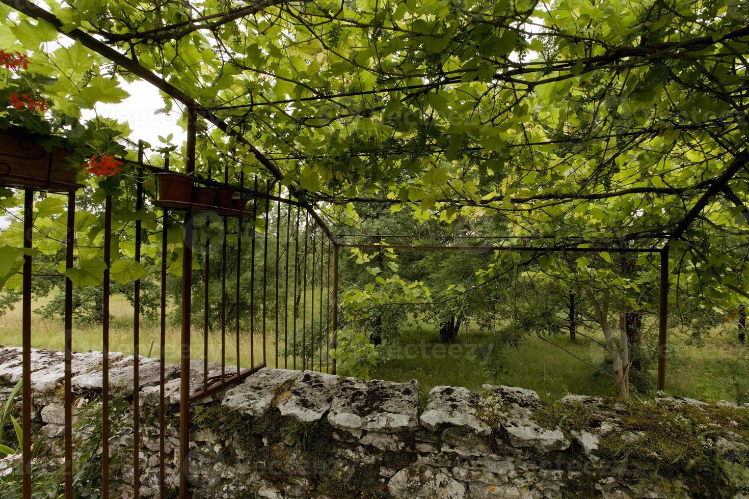 An arbor of vines, Lot province, France photo