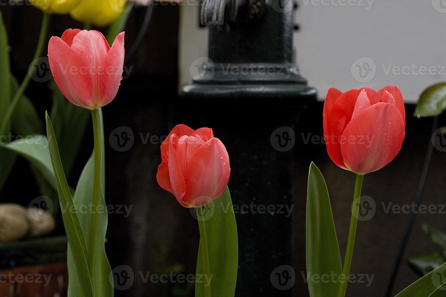 Pink tulips in the garden, Madrid Spain photo