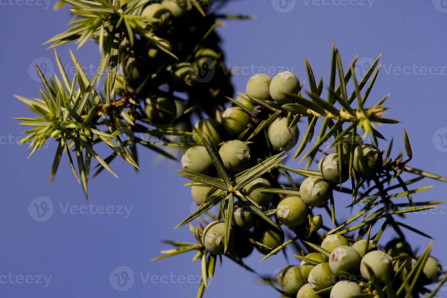 Juniper and its berries, Lot Province, France photo