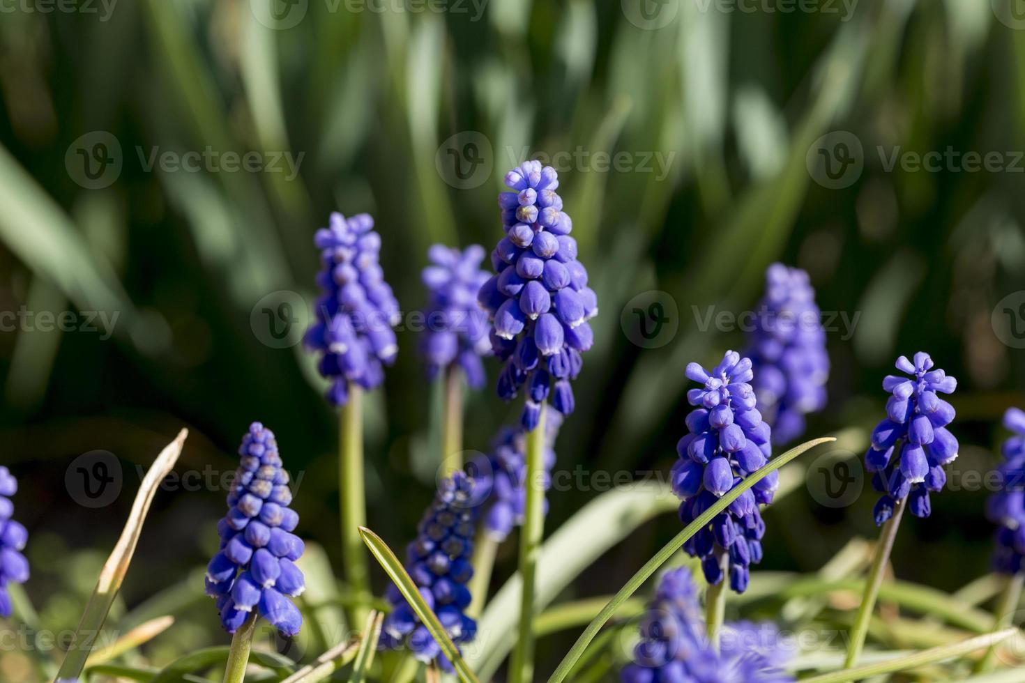 Detalles de flores muscari en un parque de Madrid, España foto