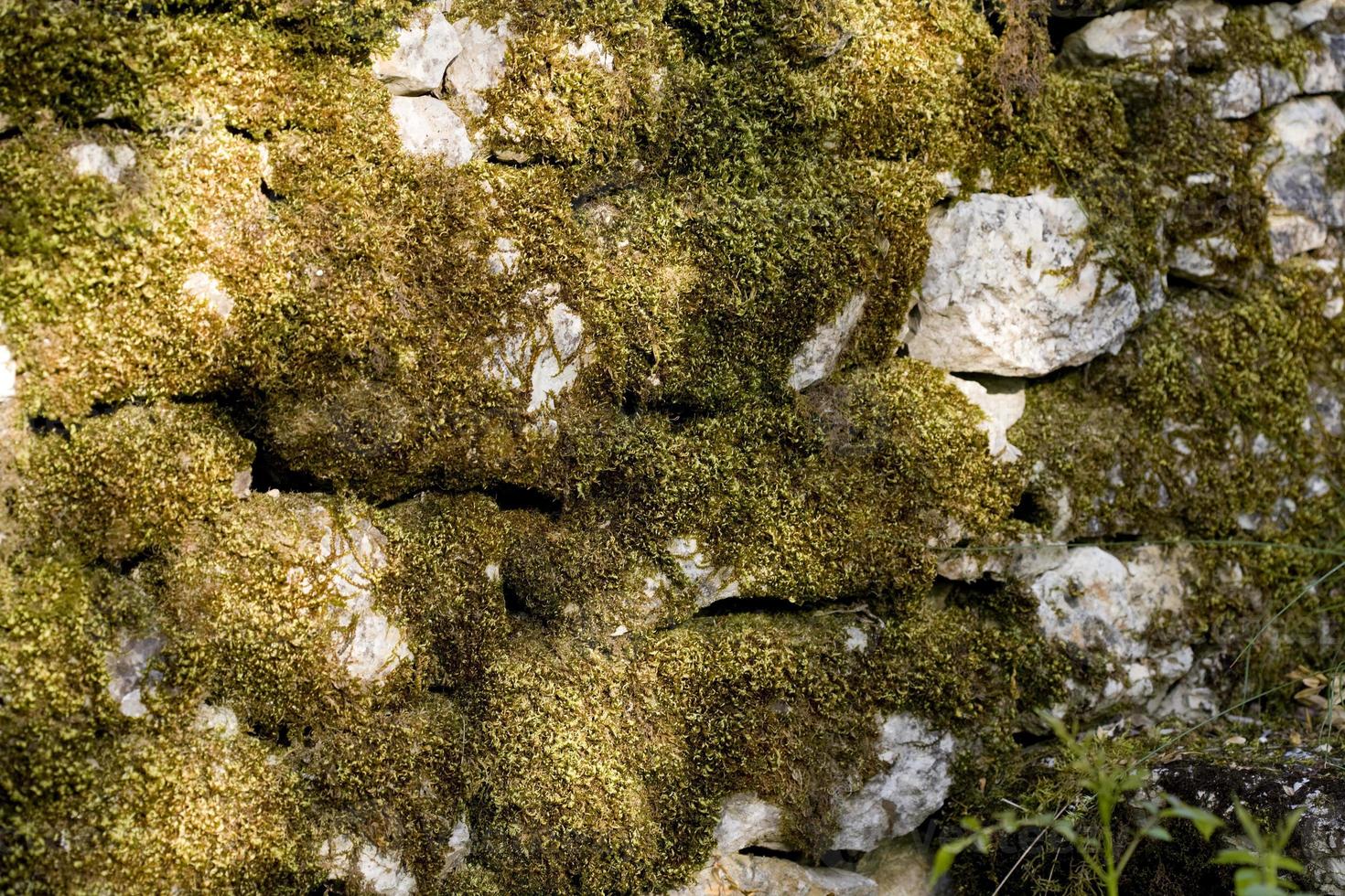 Moss on the stones, Lot province, France photo