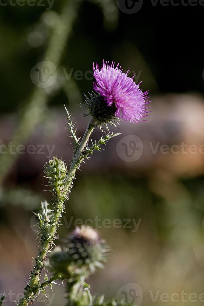 Thistle, flower of a thorny shrub, Lot Province, France photo