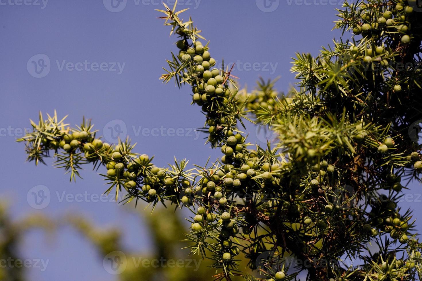 Juniper and its berries, Lot Province, France photo