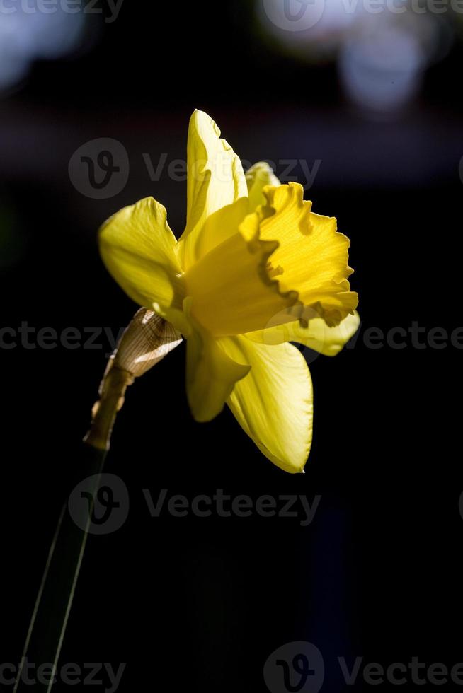 Flor de narciso amarillo en primavera, España foto