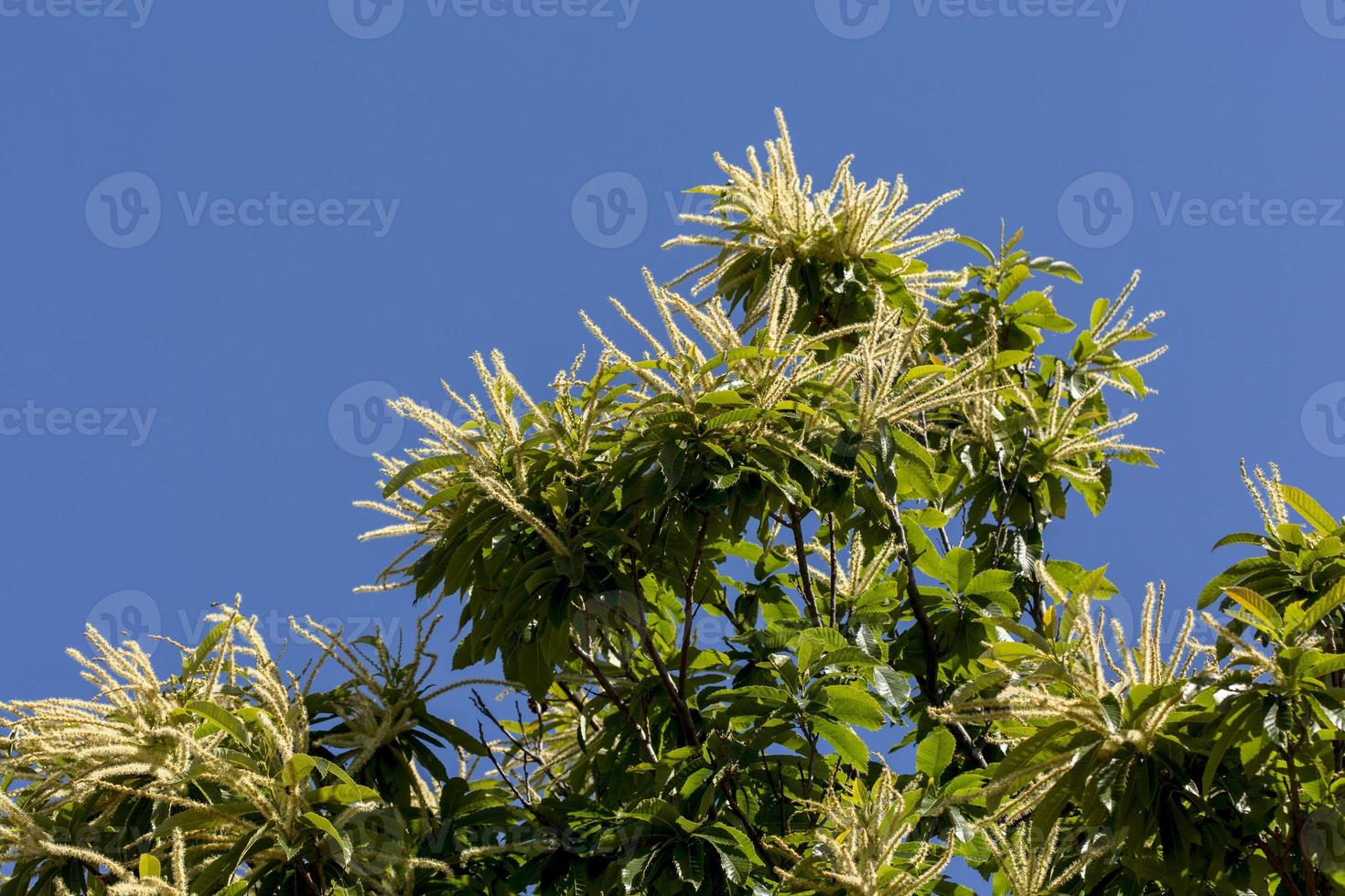 Chestnut trees in bloom in El Bierzo, Leon, Castilla y Leon, Spain photo