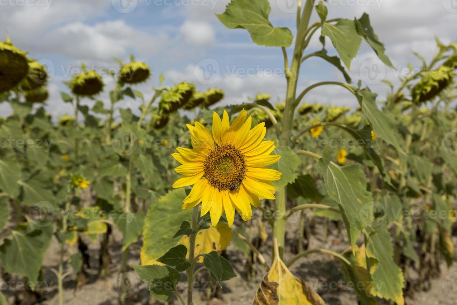 Detail of sunflowers in Valladolid province, Castilla y Leon, Spain photo