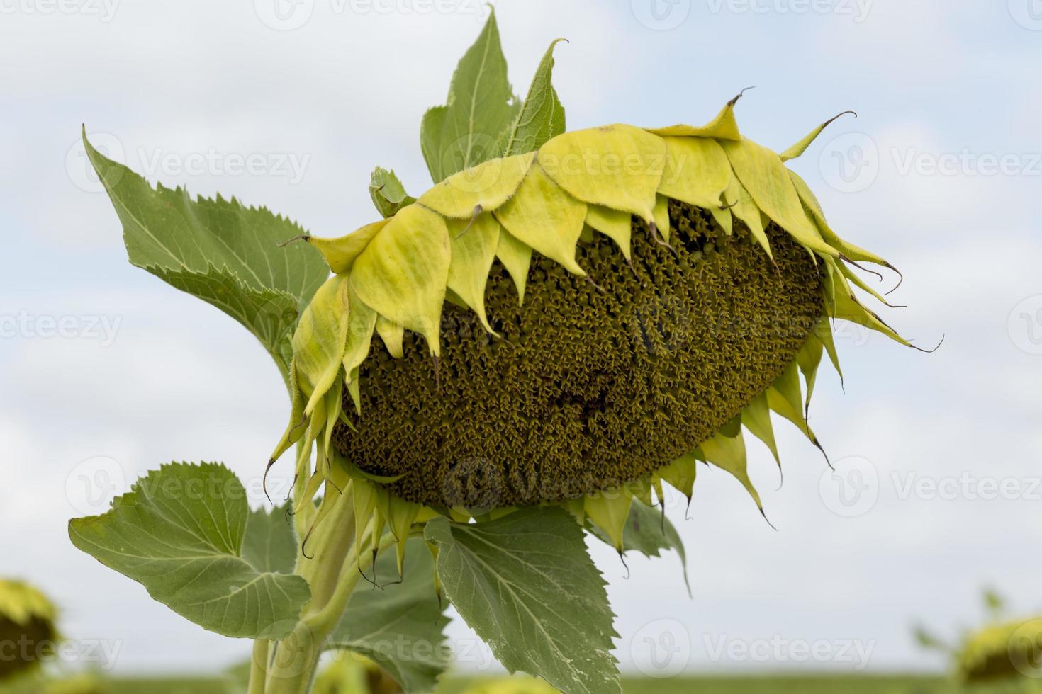 Detalle de girasoles en la provincia de Valladolid, Castilla y León, España foto