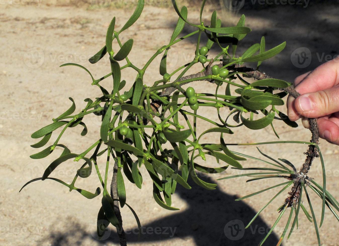 Mistletoe detail, in Avila, Spain photo