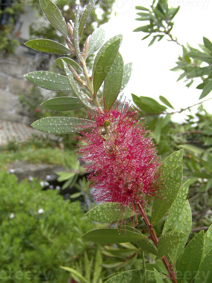 A red flower under the rain in Portugal photo