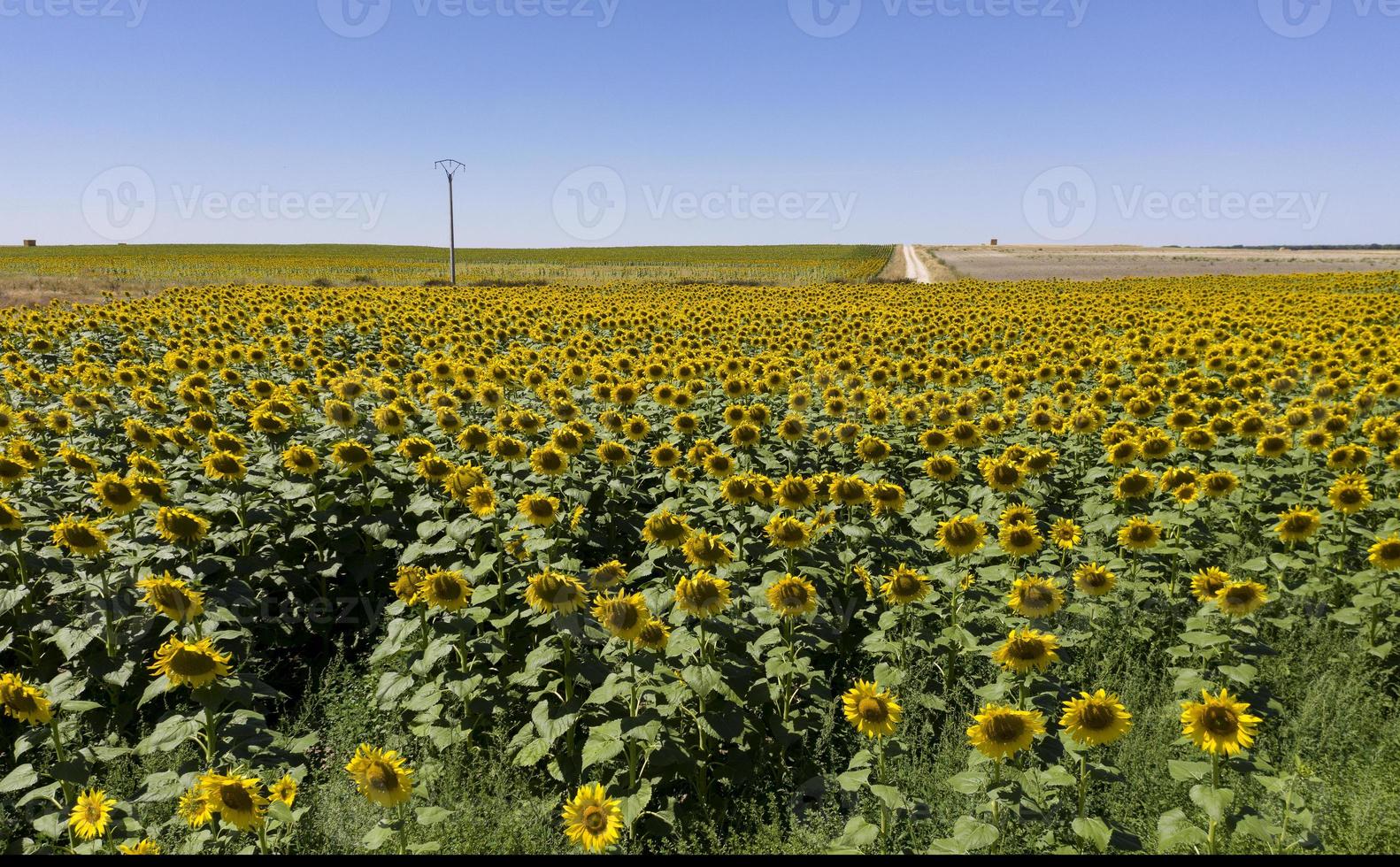 Campo de girasol en la provincia de Valladolid en Castilla y León, España foto