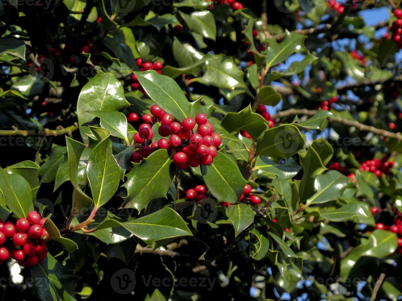 Holly tree in bloom in the Sierra  mountains de Madrid, Spain photo