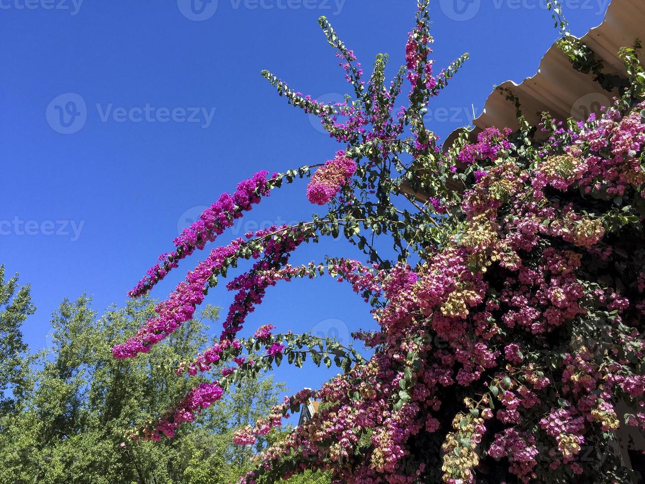 Bougainvillea in bloom in a park of Lisboa, Portugal photo