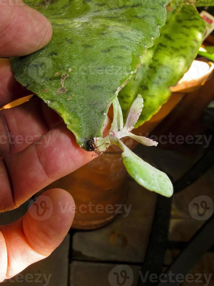 The kalanchoe, a curative medicinal plant, Madrid Spain photo