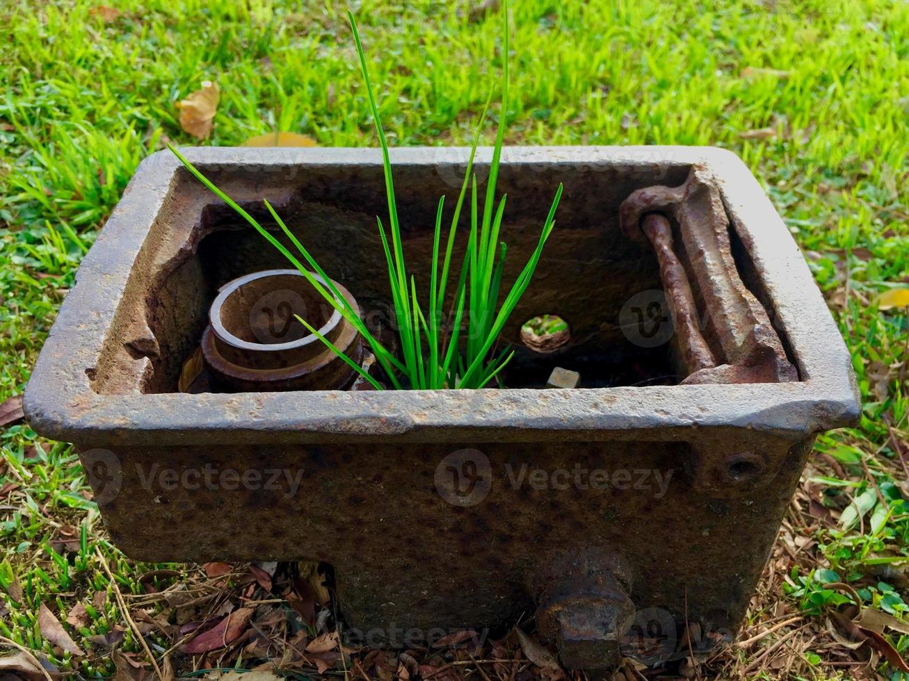 Plants that grow in unusual places, Spain photo