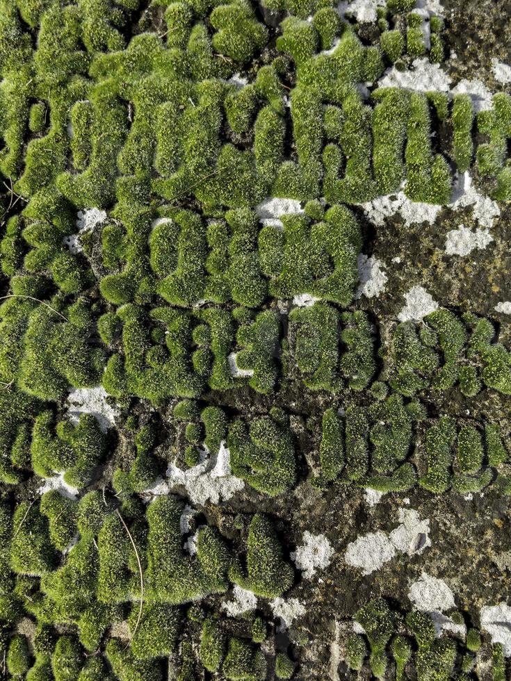 Moss, a protected species, in the Sierra de Madrid, Spain photo