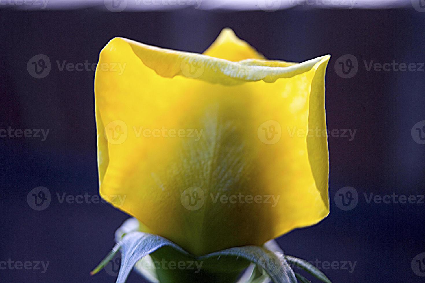 Yellow rosebud in a garden of Madrid, Spain photo